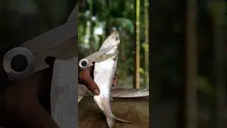 Shorshe Ilish #bonvoj #shorts