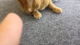 All about the cats!