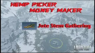 HEMP PICKER THE MONEY MAKER!! (JUTE STEM GATHERING)