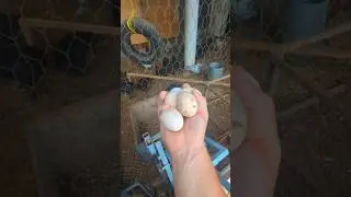 Egg Collecting With Our 300+ Chickens!