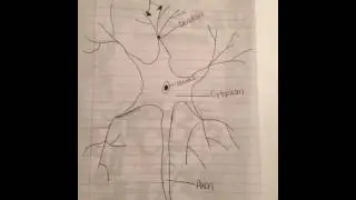 Multipolar Neuron