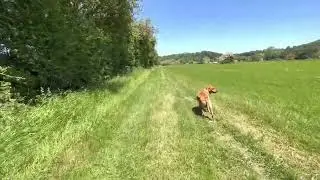 Summer walk after the first cut | Musashi the fox red Labrador