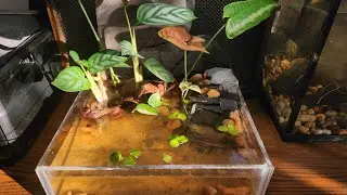 Let's Build A Desktop Paludarium With Calming Meditation Music