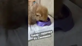 Щенок трагладит - он съел товар, хозяина, Вселенную&hellip;