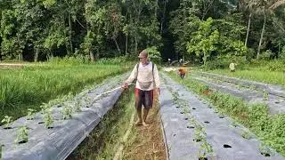 SMART FARMER FERTILIZES CURLY CHILI PLANTS QUICKLY WITH SIMPLE CREATIVE TOOL - Agriculture Gardening