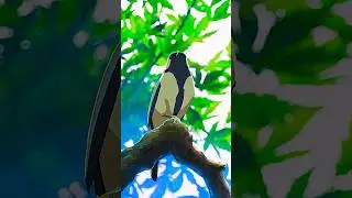 Аниме атмосфера #anime #atmosphere #немоевидео