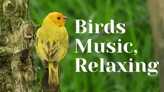 Our Flying Friends Birds Accompanied By Relaxing Music | Beautiful Relaxing Music