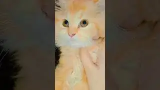 My potato💔🌸 #cat #music #cats #support #content #catlover #catsshort #catshorts #funnycats #catlover