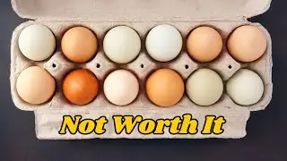 The truth about rising egg prices