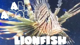 All About The Lionfish or Black Volitan Lionfish | LIVE FEEDING