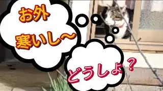外が寒くて部屋から出ようとしない弟猫【出たり入ったりが可愛い❤】