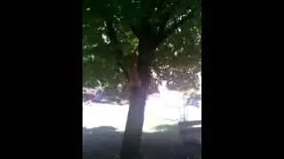 DOG JUMPS  on the 3-meter tree