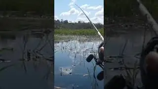 Belajar casting toman pakai perahu#shortvideo