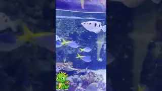 &iexcl;El pez azul tiene UN SUPERPODER oculto! #dory #acuario