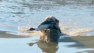 Special Youth and Veteran Duck Hunt 2024 Alabama