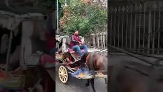 Horse Carriage Ride #horsecarriage #horse  #princessisland #turkey #ride