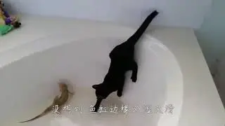Cat vs Lizard | Funny Scene When Cat and Lizard were in bath tub