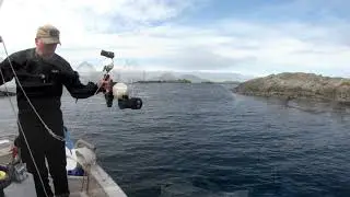 Dykk Kvits&oslash;y 13 Mai 2021, Diving West Coast Norway