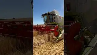 Claas Lexion 650 in der Gerste 2025 #farming #claas #viral