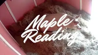 Maple Communication Reading