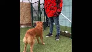 ROMEO IL CANE TERRORIZZATO