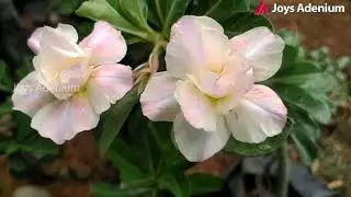 Adenium seeds | Adenium buy online | Buy Cheapest adenium plants online
