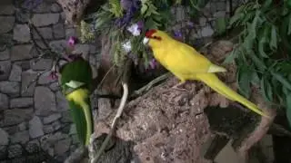 Gaumenschmaus für Ziegensittuiche und Springsittiche
