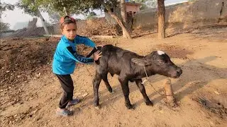 Buffalo baby running | Buffalo baby video | Chacha Bhatija 