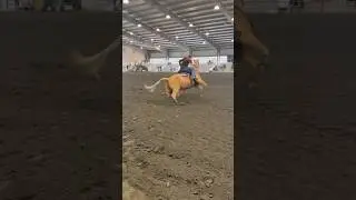AHHHH GO MAPLEEEE #barrelhorse #barrelracing #amarilloplaygirl #equestrian