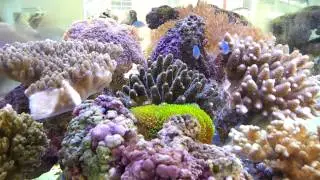 Coral Tank By Sunlight
