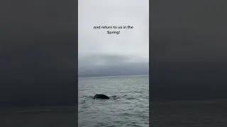 Humpback whales are finally returning to the Salish Sea 🐳