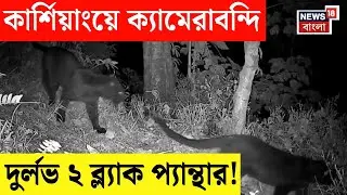 Kurseong Forest | এবার কার্শিয়ঙে ট্র্যাপ ক্যামেরায় ১ ফ্রেমে ২ ব্ল্যাক প্যান্থার!| Bangla News | N18V