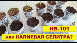 какой стимулятор дал лучший результат при замачивании семян острого перца