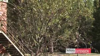 Apple Disease Solutions