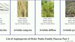 List of Angiosperms of Order Poales Family Poaceae Part 2 aristida australian annual austroderia