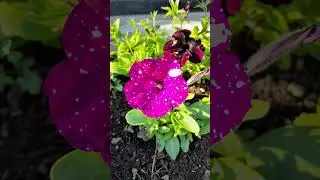My garden Мой сад 🌺 #flowers #garden #beauty #nature #naturephotography #цветы #сад #природа
