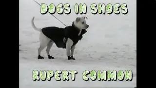 Dogs in Shoes - Rupert Common