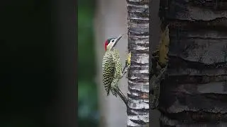 Olhe bem esse pica pau, ele tem v&aacute;rios cora&ccedil;&otilde;es na plumagem do peito. #birds #wildlife #aves #nature