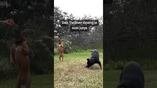 Boxers are so fun! #boxerdog #rottweilers #rotties #dogtricks