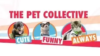 The Pet Collective Channel Trailer