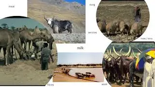 Livestock production systems: Pastoralism & Uncertainty online course, Lecture 6(a)