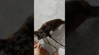 signes your cat love you&hearts;️#cat #catcat #animalshorts #cutecat