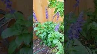 Salvia , &ldquo;Mystic Spires Blue (Sage)