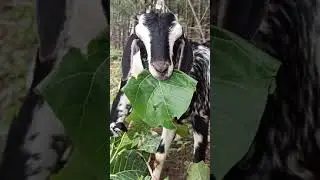 goat eating teakwood leaf