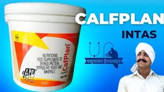 Calfplan || calfplan powder || @INTAS || बछड़ों व बछड़ियो को मोटा ताजा करने का एक मात्र फार्मूला