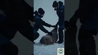 Walrus Rescue: Saving the King of the Ice #shortsvideo  #animalrescue #beyondtheice