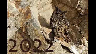 Výr velký (Bubo Bubo) v toku, Eurasian Eagle Owls courting