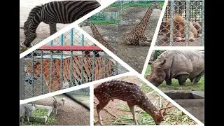 Tiger, Lion, Elephant, Giraffe, Zebra