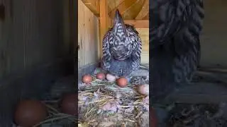 First time seeing this chicken laying egg #animallover #animallover #chicken #chicken #shots