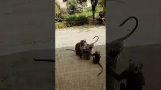 Jai shree Ram 🙏🙏
